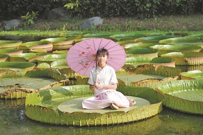 “霸气”王莲可坐人,来广州白云湖公园赏王莲