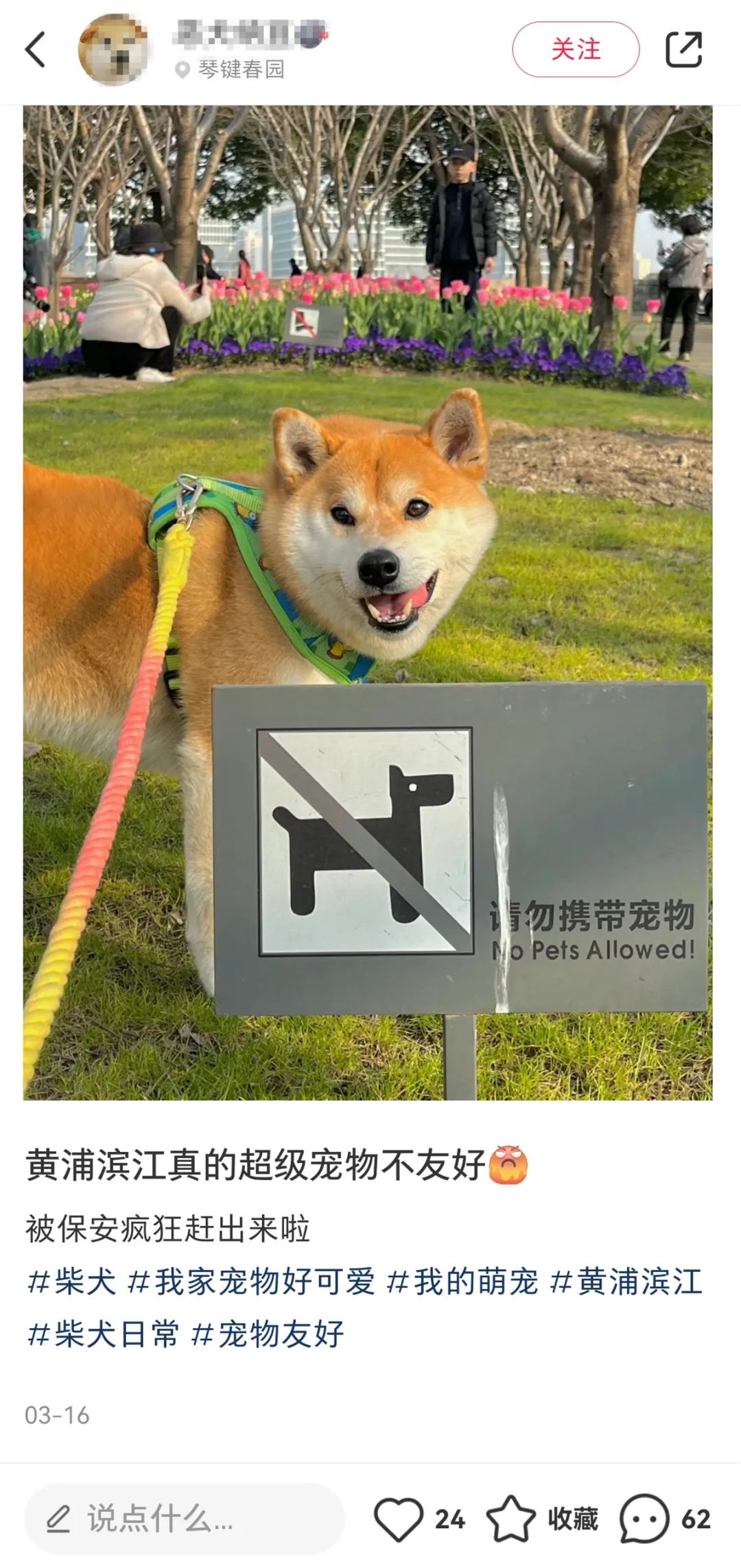 上海黄浦滨江不能带宠物游玩?市民困惑,相关部门回应
