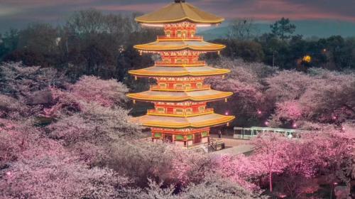 樱花季|与思域一起踏入武汉春天